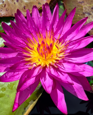 Virginia McLane Tropical Waterlily