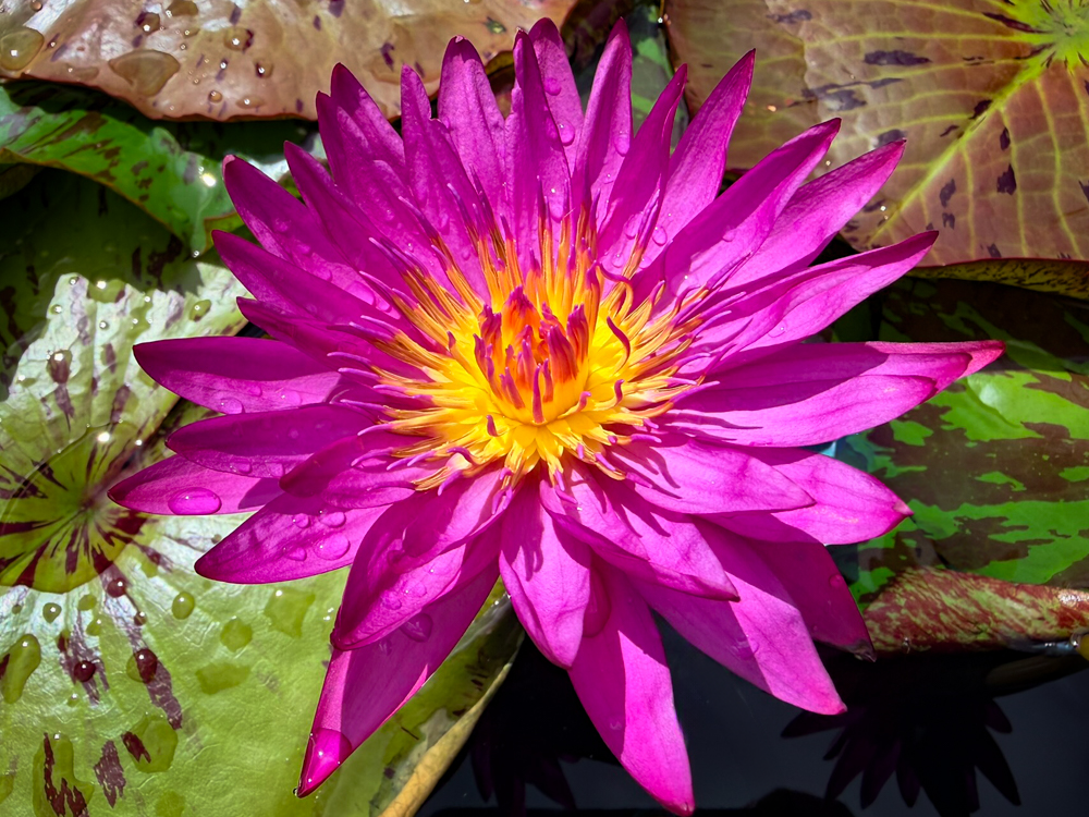 Virginia McLane Tropical Waterlily