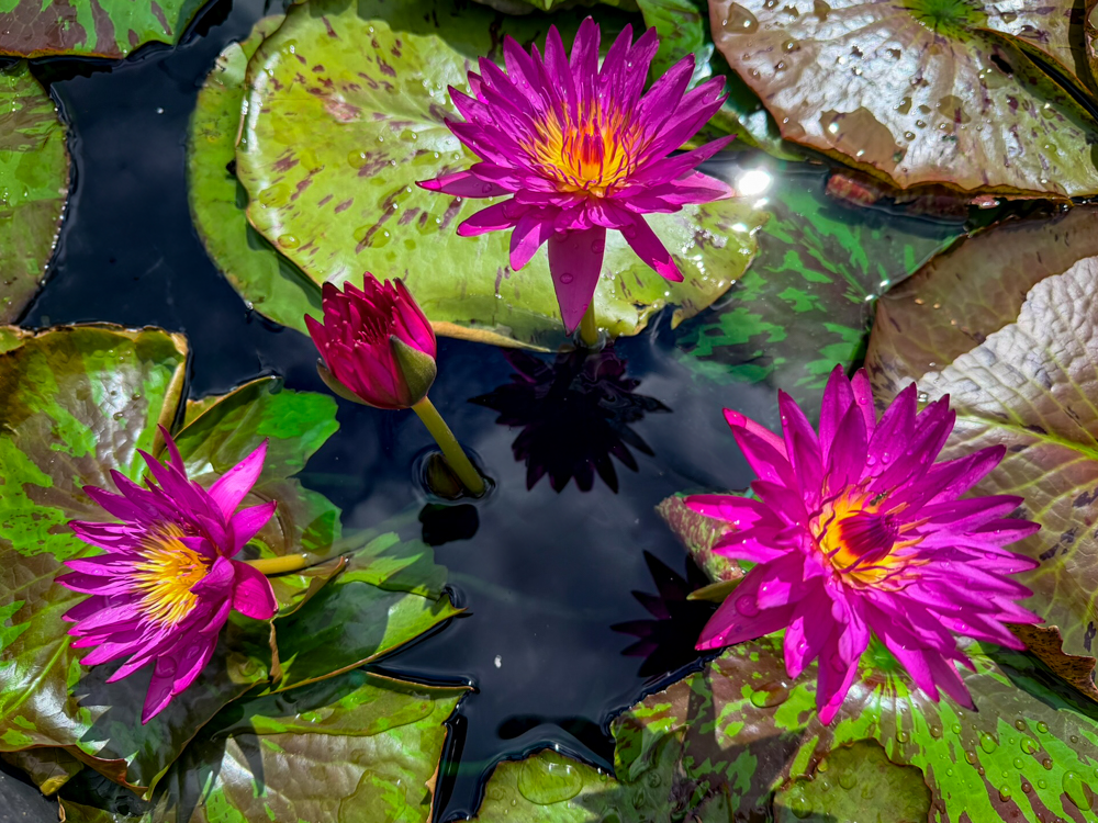 Virginia McLane Tropical Waterlily - Image 2