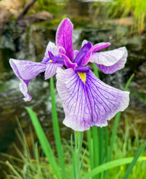Japanese Iris