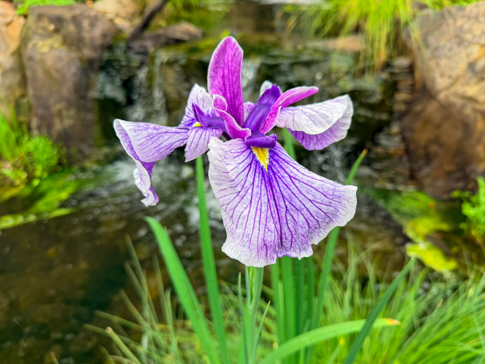 Japanese Iris