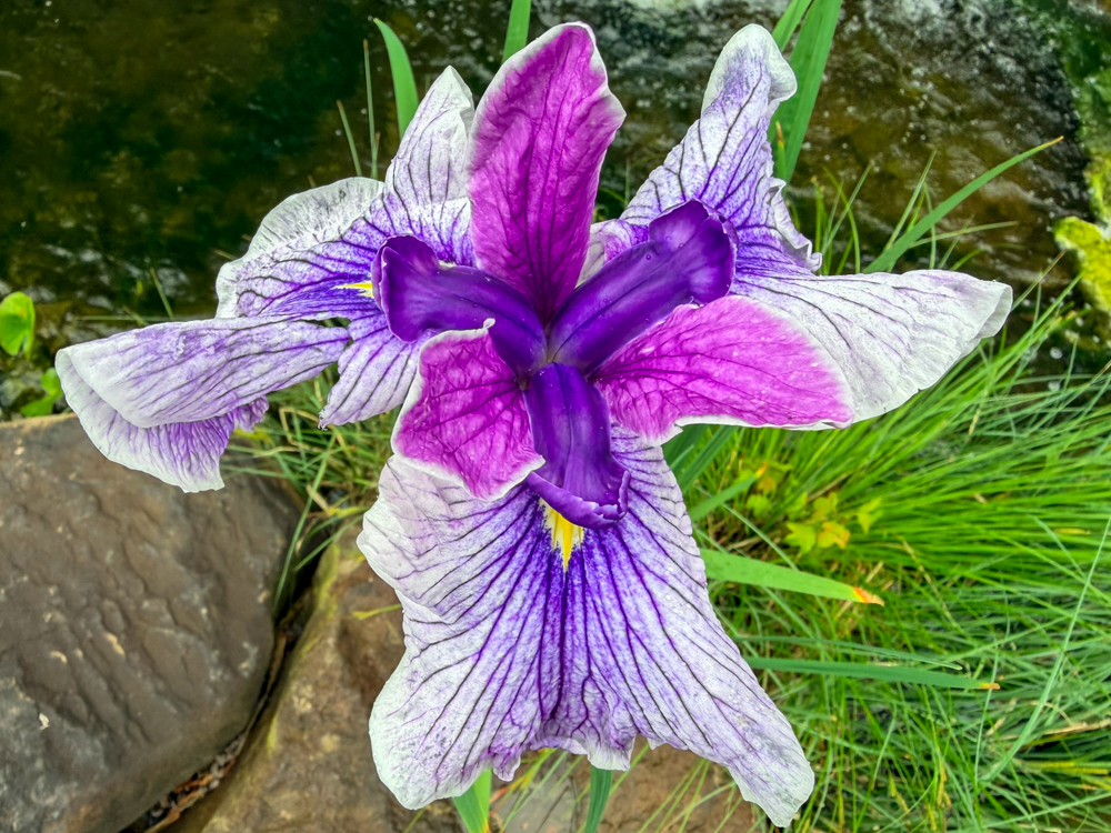 Japanese Iris - Image 2