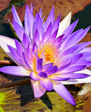 Amethyst Mist Tropical Waterlily