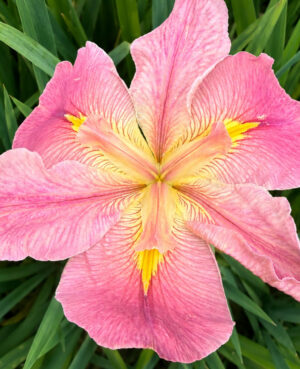 Aunt Shirley Iris
