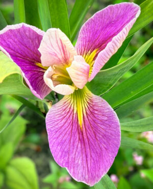 Colorific Iris