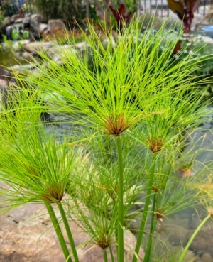 Dwarf Giant Papyrus