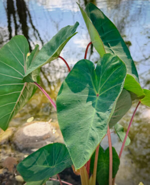 Pink China Taro