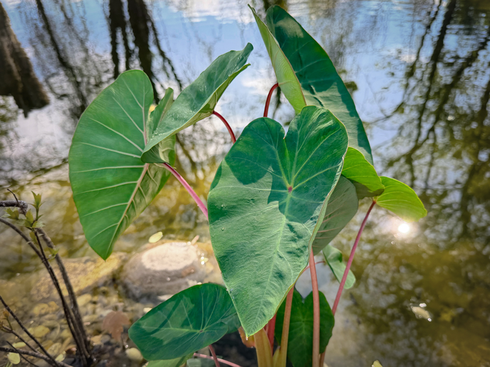 Pink China Taro