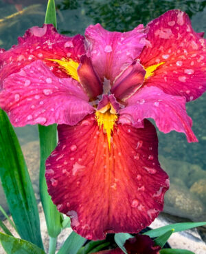 Ann Chowning Iris