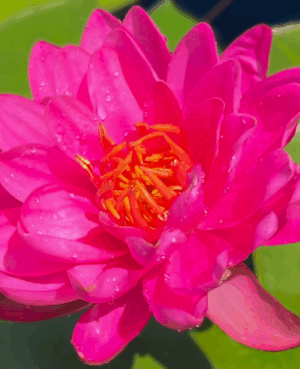 Bernice Ikins Hardy Waterlily
