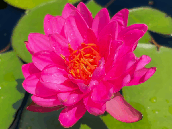 Bernice Ikins Hardy Waterlily