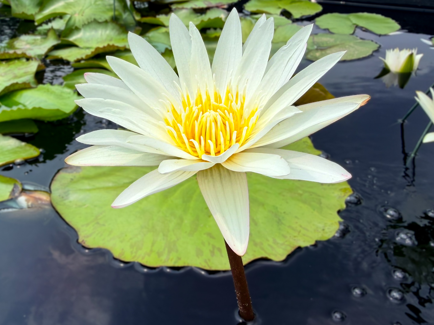 Innocence Tropical Waterlily - Image 3