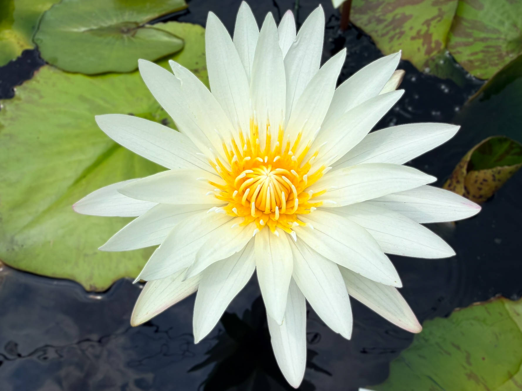 Innocence Tropical Waterlily - Image 2