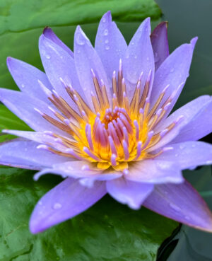 Margaret Mary Tropical Waterlily