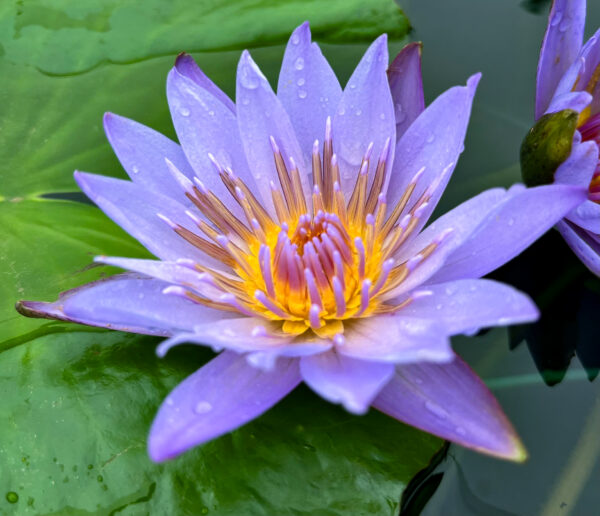 Margaret Mary Tropical Waterlily