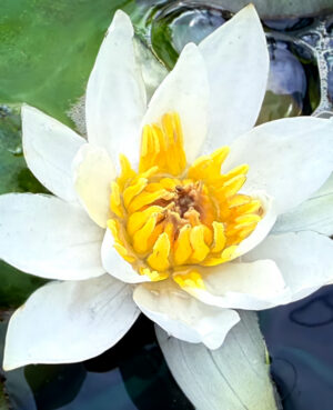 Tetragona Dwarf Hardy Waterlily