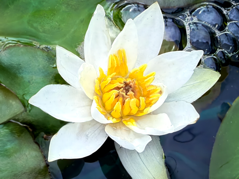 Tetragona Dwarf Hardy Waterlily