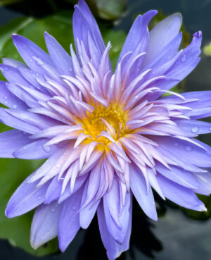 Alexis Tropical Waterlily