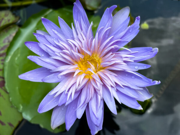 Alexis Tropical Waterlily