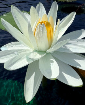 Juno Night-Blooming Tropical Waterlily