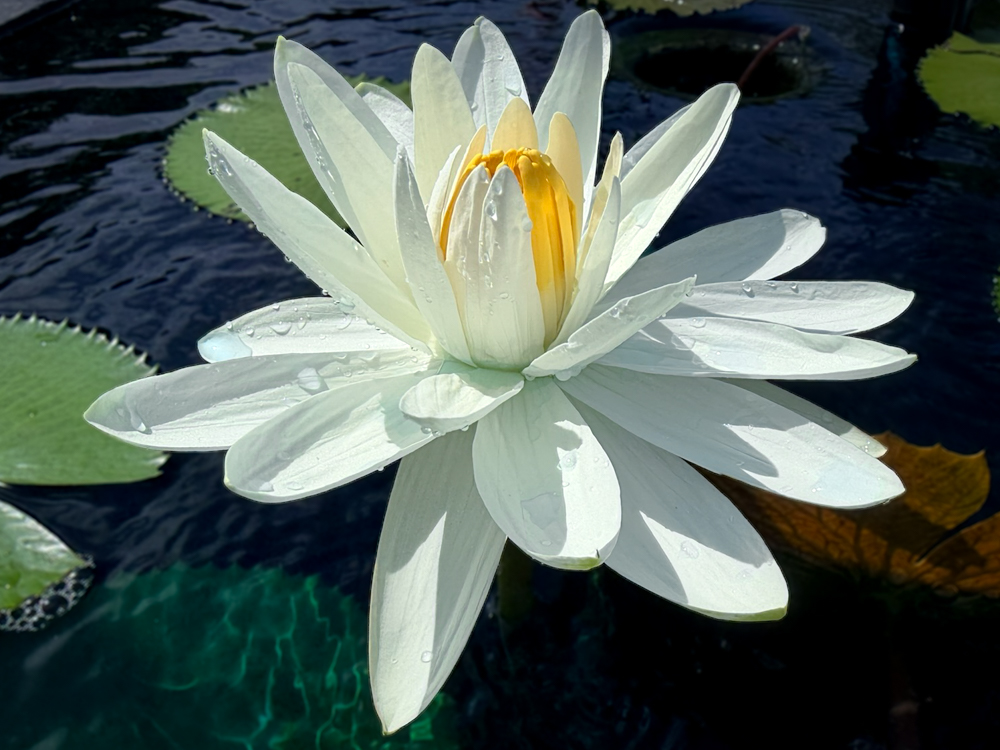 Juno Night-Blooming Tropical Waterlily