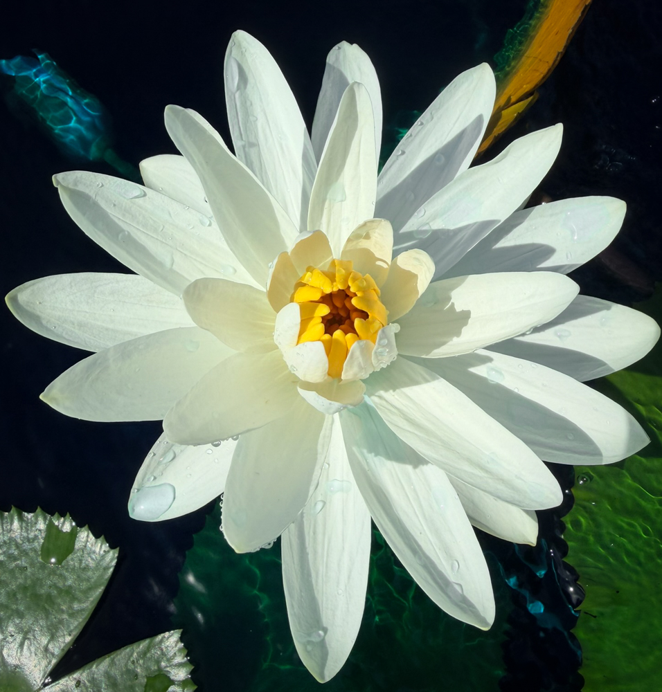 Juno Night-Blooming Tropical Waterlily - Image 2
