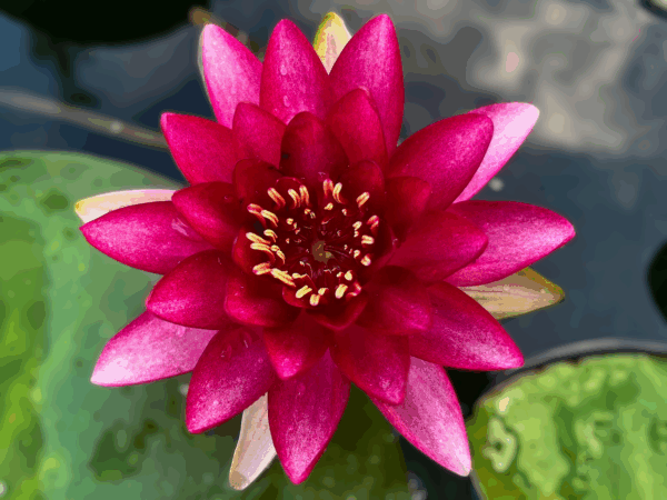 Almost Black Hardy Waterlily