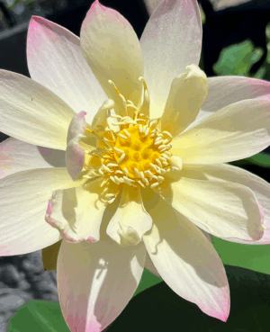 Dwarf Pink Lotus 'Beautiful Dancer'