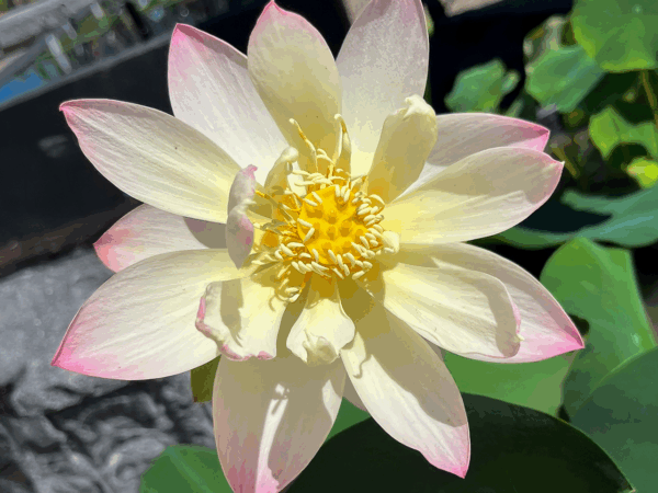 Dwarf Pink Lotus 'Beautiful Dancer'