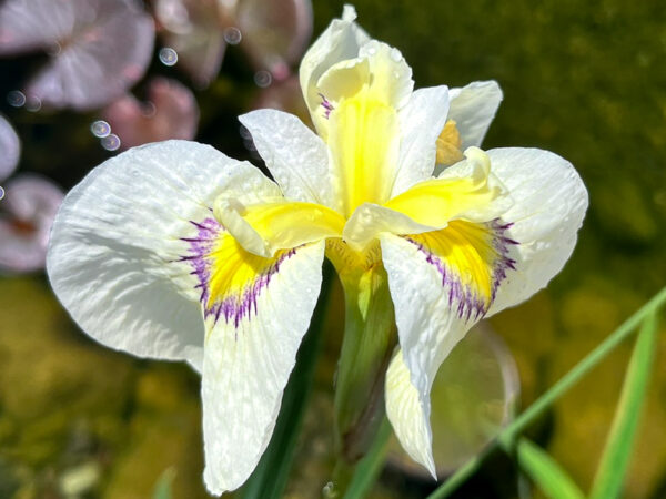Cascadian Snow Iris - Image 3
