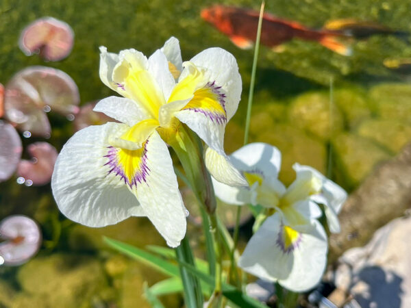 Cascadian Snow Iris - Image 2