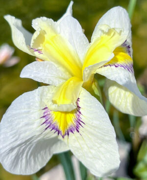 Cascadian Snow Iris