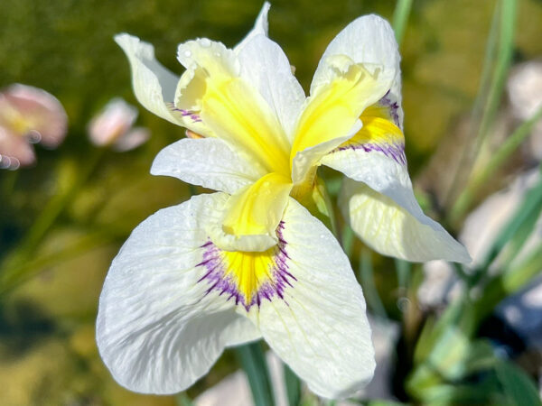 Cascadian Snow Iris