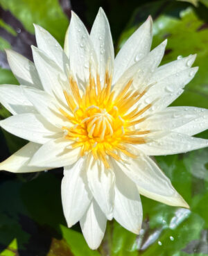 Innocence Tropical Waterlily