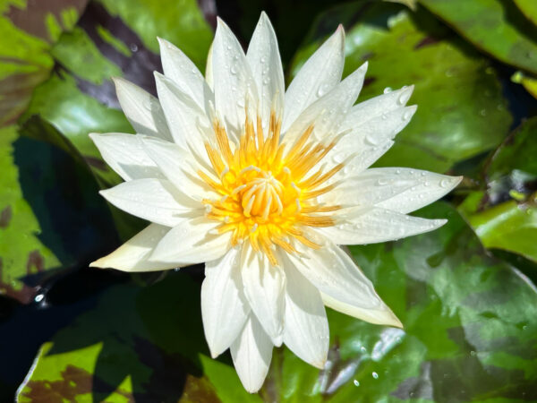 Innocence Tropical Waterlily