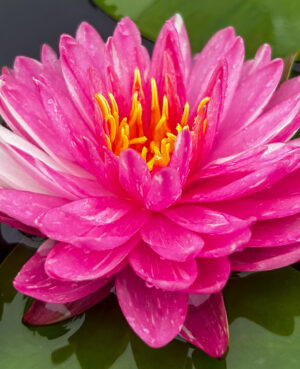 Jakkaphong Hardy Waterlily