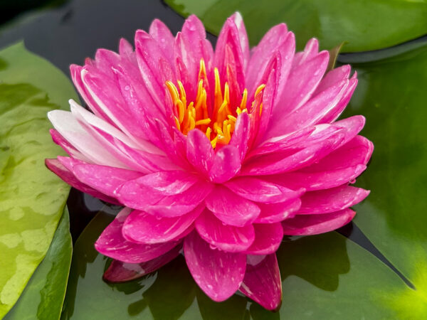 Jakkaphong Hardy Waterlily