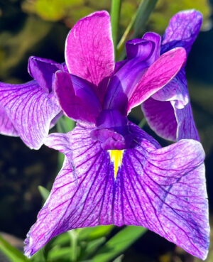 Japanese Iris