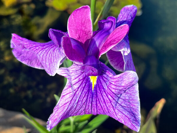 Japanese Iris