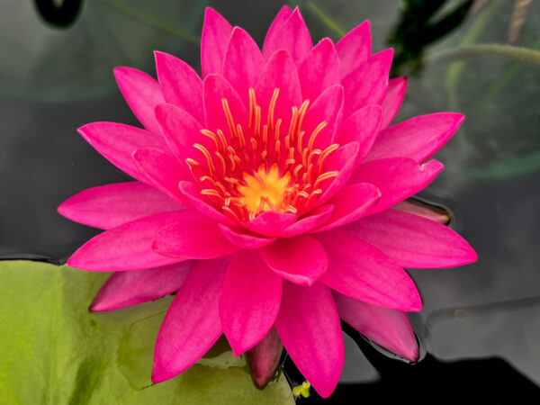 Miss Siam Hardy Waterlily