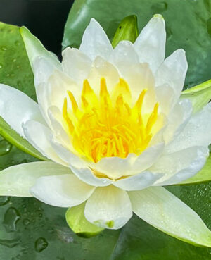 Odorata Native Hardy Waterlily