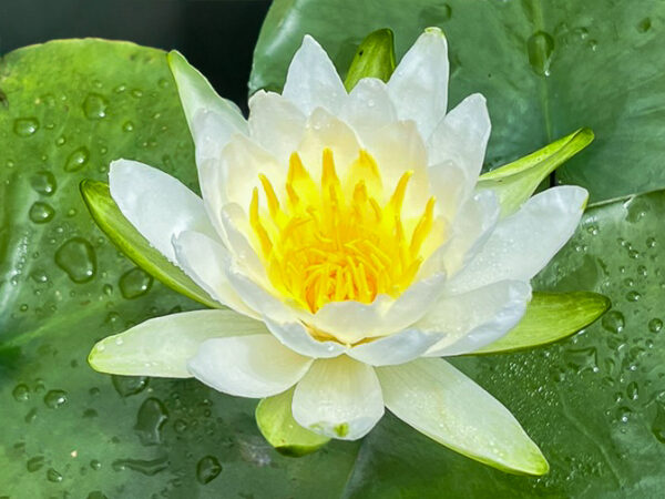 Odorata Native Hardy Waterlily