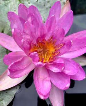 Queen Sikirit Hardy Waterlily (Purple Hybrid)