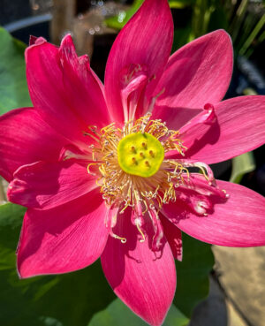 Friend Red Lotus