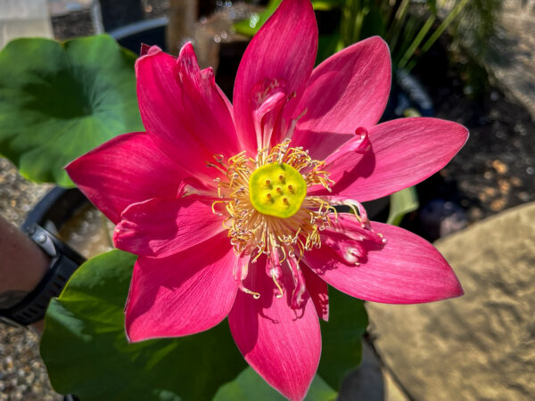 Friend Red Lotus