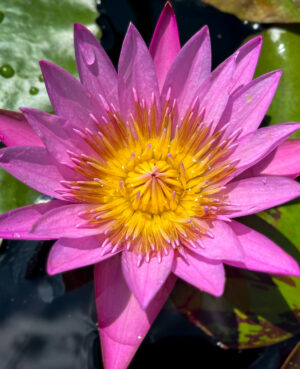Shirley Bryne Tropical Waterlily