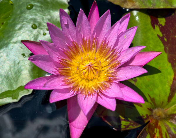 Shirley Bryne Tropical Waterlily