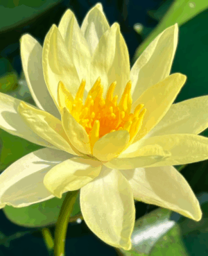 Sulphurea Hardy Waterlily