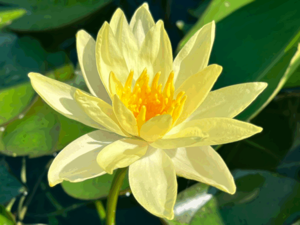 Sulphurea Hardy Waterlily