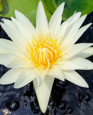 Josephine Tropical Waterlily